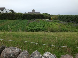 Kitchen garden with Iona cathedral in the background
