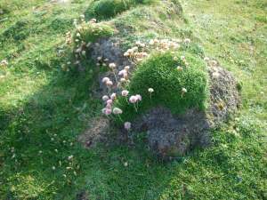 These plants seemed to make their own soil and perhaps they start the colonisation of bare rock.