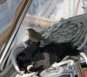A cheerful start - a Robin spends time with us off Beachy Head