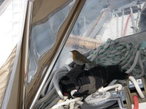 A cheerful start - a Robin spends time with us off Beachy Head